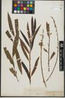 Foto von Salix purpurea L. x Salix viminalis L.